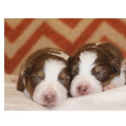 Australian Shepherd Puppies from Tru Blu Aussies