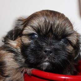 Boy 1 - Red male Shih Tzu puppy in Craig, Colorado from Rocky Mountain Shih Tzus and Dry Creek Miniature Dachshunds