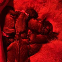 Ms. Orange - Reddish brown female Leonberger puppy in Cypress, Texas from Magnolia Leos