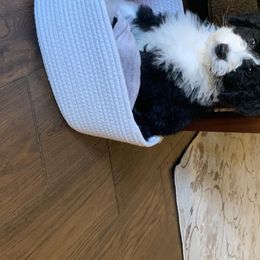 Sheepadoodles from Meadowbrook Sheepadoodle Co.