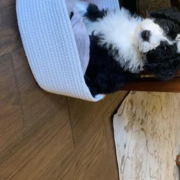 Sheepadoodles from Meadowbrook Sheepadoodle Co.