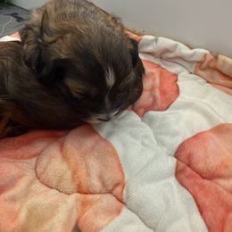 Jeremiah - Fawn sable male Havapoo puppy in Eagle Mountain, Utah from Lady Paws Puppies