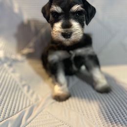 Black Silver-White Phantom - Male - Black and silver male Miniature Schnauzer puppy in Robstown, Texas from Alves Miniature Schnauzers