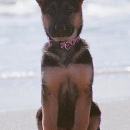 Berger Blanc Suisse and German Shepherd Puppies from Vom Hundhaus  Shepherds