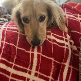 Darla - Dachshund
