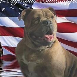 Astraea - Olde English Bulldogge