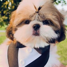 Danny - Black gold and white male Shih Tzu puppy in Siloam Springs, Arkansas from Sweet and Sassy Shih Tzu