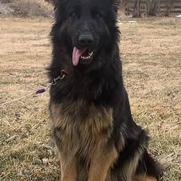 German Shepherds from Vom Nachthund German Shepherds