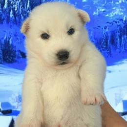Prodigy - White male Siberian Husky puppy in Miami, Florida from Blue Moon Huskies