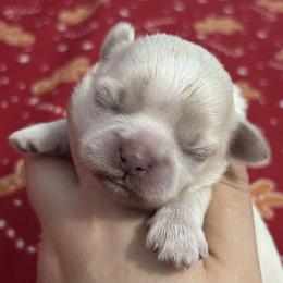 Yukon - Cream and white male Shih Tzu puppy in Lakeland, Florida from Sunshine Shih Tzus