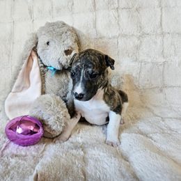 Mable - Fawn brindle Whippet puppy in Fowlerville, Michigan from Bloom's County Kennel