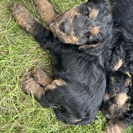 Ringo starr - Black and tan male Welsh Terrier puppy in Edina, Minnesota from Snow Dragon Welsh Terriers