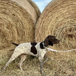 Beagles and German Shorthaired Pointers from Houston’s Howlin’ Hounds