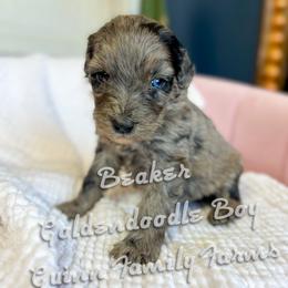 Beaker - Merle male Goldendoodle puppy in Grove, Oklahoma from Guinn Family Farms