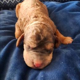 Amethyst - Sable female Goldendoodle puppy in Freedom, New York from Samantha's Goldendoodles