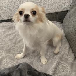 Chihuahua All Grown Up from Sugar Cookie Chihuahuas