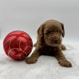 Spice - Red female Cavapoo puppy in La Vernia, Texas from Texas Teddy Bears