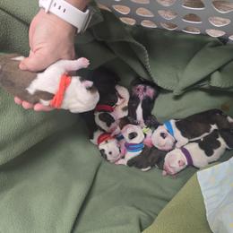 Fairway - Red brindle and white male Bulldog puppy in Laurel, Montana from Bull Mountain Bulldogs