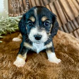 Eggnog - Black and cream female Dachshund puppy in Sioux Rapids, Iowa from VOB Doxie