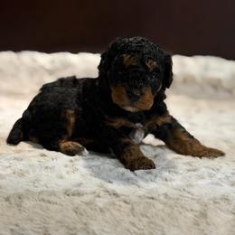 Elijah - Phantom male Poodle puppy in Davie, Florida from Dave Poodles