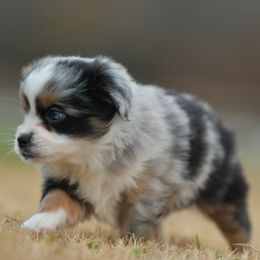 Turtle - Blue merle female Toy Australian Shepherd puppy in Hartman, Arkansas from Southern Edition Aussies