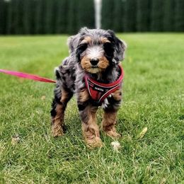 Aussiedoodles, Bernedoodles, and Double Doodles from Whaleydoodles