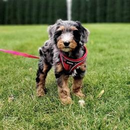 Aussiedoodles, Bernedoodles, and Double Doodles from Whaleydoodles