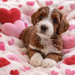 Java - Red male Australian Labradoodle puppy in Londonderry, New Hampshire from Granite State Labradoodles