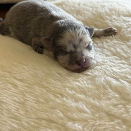 Twilight - Blue merle female Pomeranian puppy in El Sobrante, California from Little Lovers Kennels, LLC