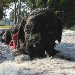Knox - Black and white male Cockapoo puppy in Bedford, Iowa from Our Father’s Doodles