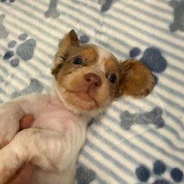 Edison - Dapple male Dachshund puppy in Irving, Texas from DFW Dachshunds by G & S