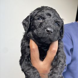 Labradoodle Puppies from Koko's Klub