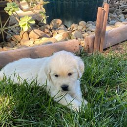 Girl 3 - Light golden Golden Retriever puppy in Shingle Springs, California from Golden State Goldens