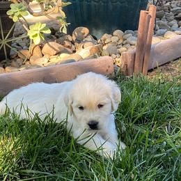Girl 3 - Light golden Golden Retriever puppy in Shingle Springs, California from Golden State Goldens