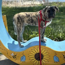 Echo - Anatolian Shepherd Dog