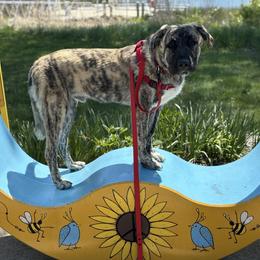 Echo - Anatolian Shepherd Dog