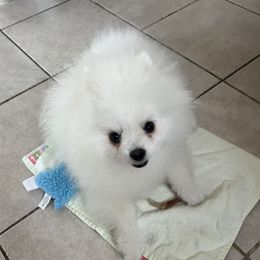 Pomeranian Puppies from Pom Sunshine