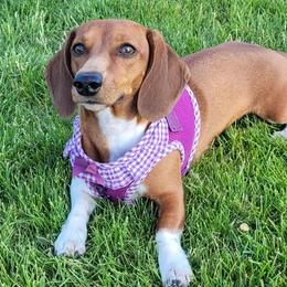 Dachshunds from Lucy’s Dachshund Home