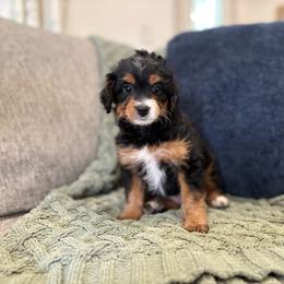 Marshmallow Petite - Tri-color female Bernedoodle puppy in Meadville, Pennsylvania from Doodle Paws Pups