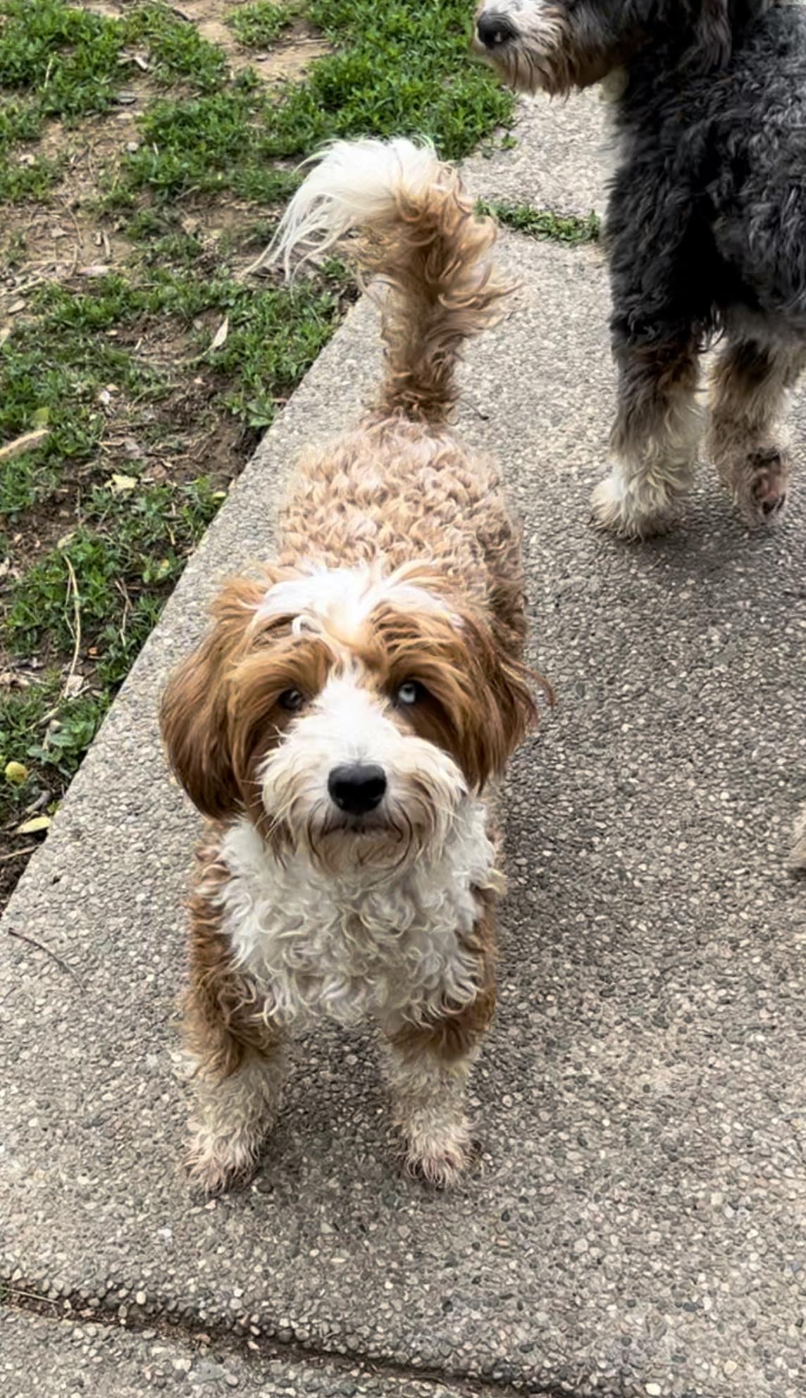 Blue Belle Hills Bernedoodles in Kentucky Bernedoodle and Bernese