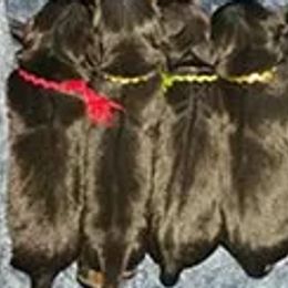 Manchester Terriers from Phi Manchesters