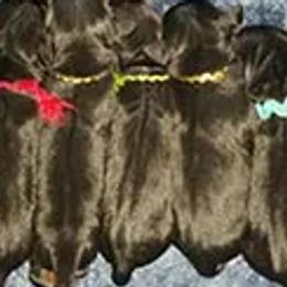 Manchester Terriers from Phi Manchesters