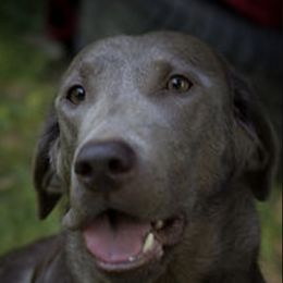 Dilute Retrievers and Labrador Retrievers from Slone's Silver Creek Labradors