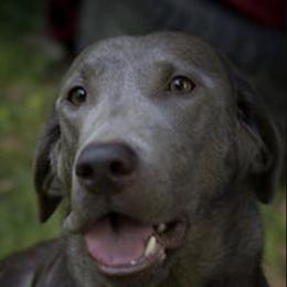 Dilute Retrievers and Labrador Retrievers from Slone's Silver Creek Labradors