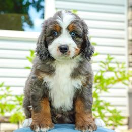 Johnny - Blue merle male Bernedoodle puppy in Dundee, Ohio from Down Home Doodle