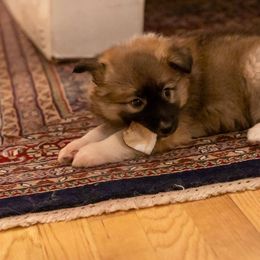Icelandic Sheepdog Puppies from Lukehaven Icelandic Sheepdogs