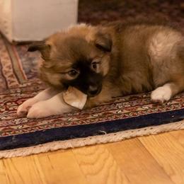 Icelandic Sheepdog Puppies from Lukehaven Icelandic Sheepdogs