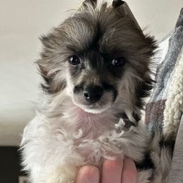 Harry - Black white and tan male Chinese Crested puppy in New Haven, West Virginia from EverCrest
