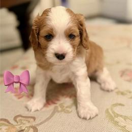 Cavalier King Charles Spaniel and Cavapoo Puppies from Waggin Tails