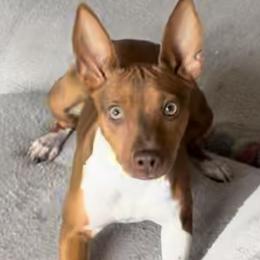 Boston Terrier and Rat Terrier Puppies from SunnyValley Bostons